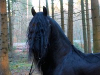 "Norbert", 5jähriger Friesenhengst - ein Traum in Schwarz (Jakob x Lammert,   168cm Stockmaß) - frisch eingereist aus Holland!